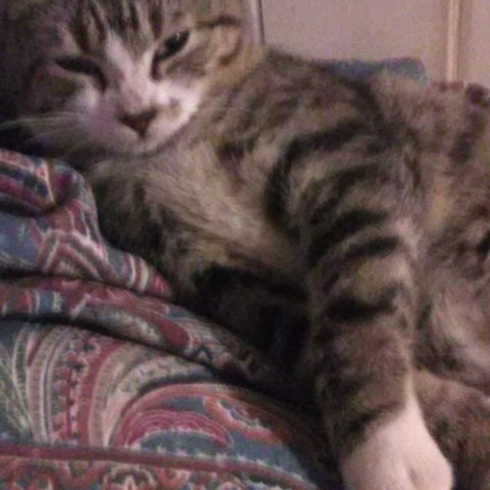 Meet your Posher, Misty